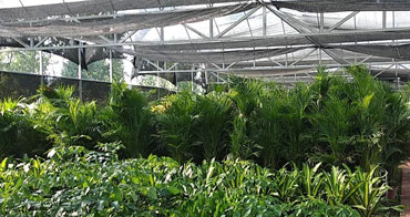 自有百畝綠植基地