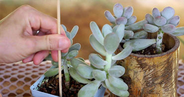 養(yǎng)護(hù)師定期上門(mén)服務(wù)