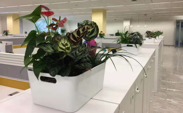 辦公室植物租賃
