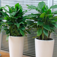 家中放綠植雖好但你真的會選么