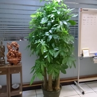 辦公室綠植花卉租賃注意事項