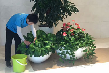 萬達信息綠植出租